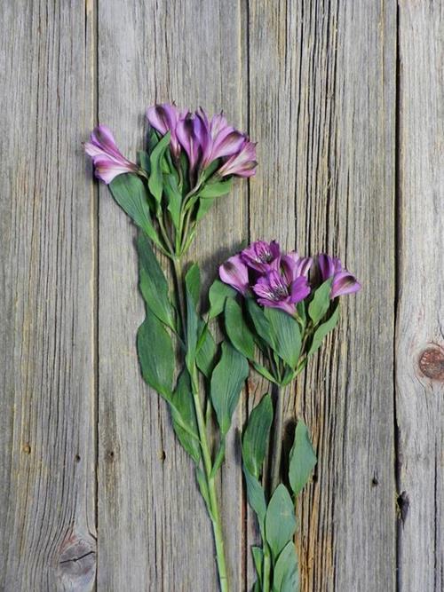 COTE DAZUR PURPLE ALSTROEMERIA